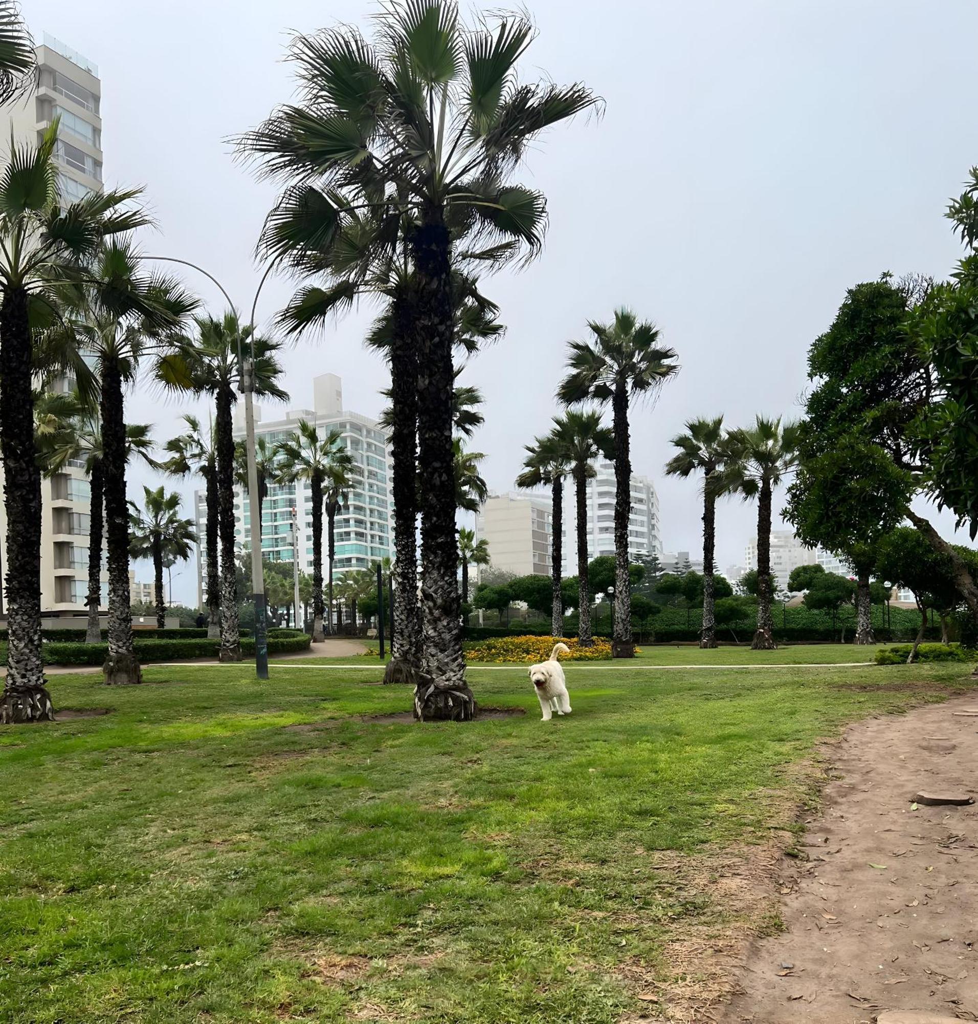 Modern 1Br Loft Close To The Seawalk Of Miraflores Lima Extérieur photo